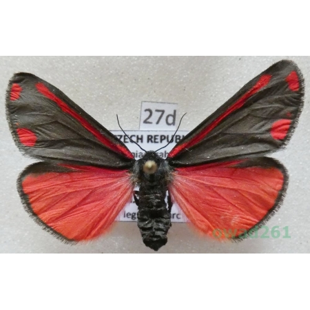 Tyria jacobaeae (Linnaeus, 1758) Czech27d